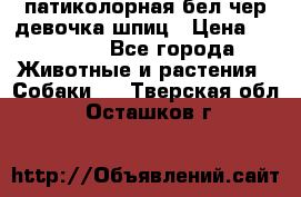 патиколорная бел/чер девочка шпиц › Цена ­ 15 000 - Все города Животные и растения » Собаки   . Тверская обл.,Осташков г.